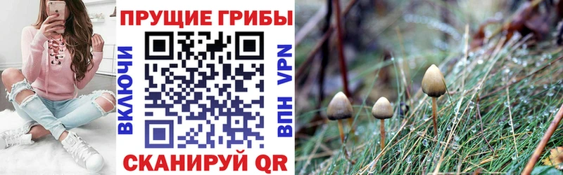 Псилоцибиновые грибы мухоморы Ковдор